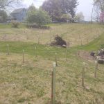Newly installed trees in a field by a house