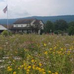 A bunch of weeds with flowers