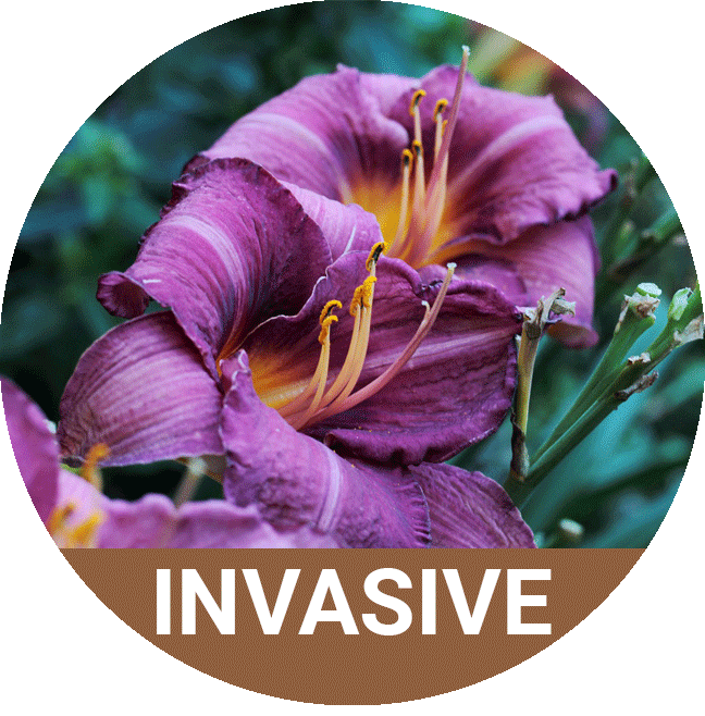 Invasive Day Lilly