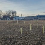 Newly installed trees waiting to grow