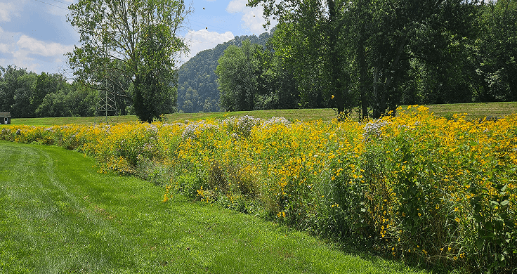 example of conservation landscaping meadow