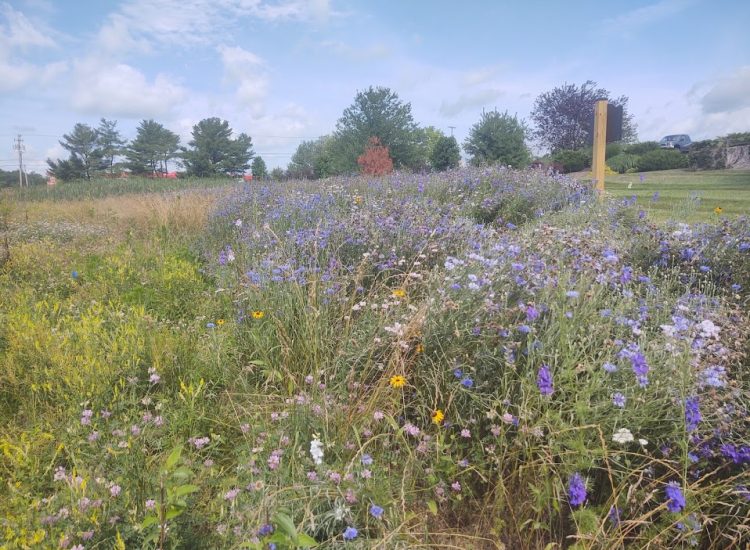 A bunch of weeds in the backyard of a house